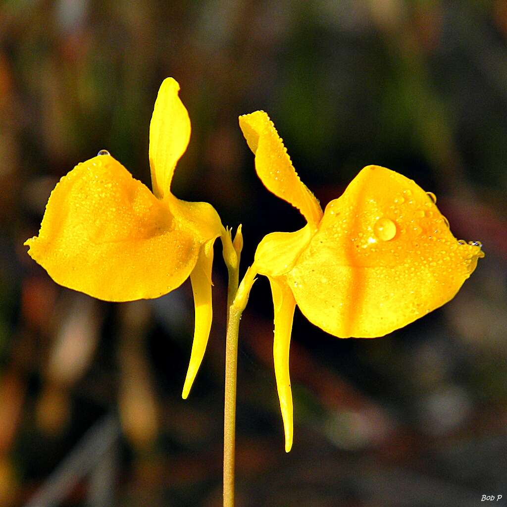 Image of horned bladderwort