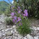 Imagem de Matthiola fruticulosa subsp. valesiaca (J. Gay ex Gaudin) P. W. Ball