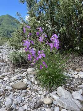 Matthiola fruticulosa subsp. valesiaca (J. Gay ex Gaudin) P. W. Ball resmi