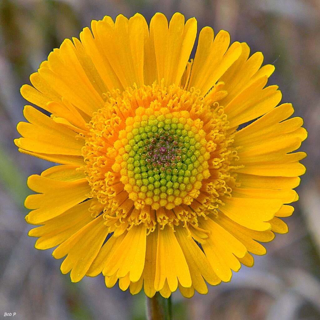 Image of southeastern sneezeweed