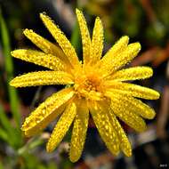 Image de Pityopsis graminifolia (Michx.) Nutt.