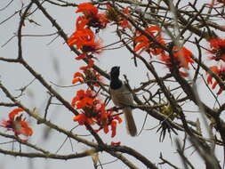 Image of White-tailed Jay