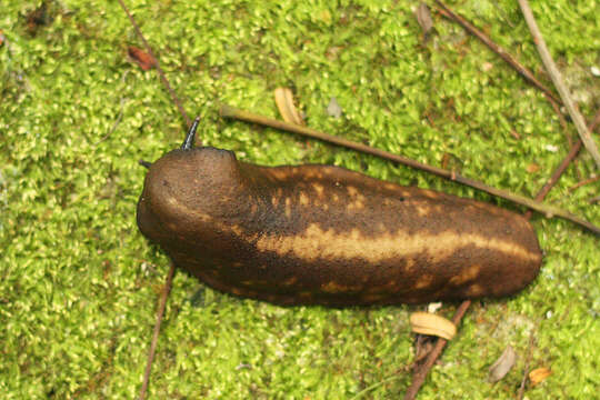 Image of Filicaulis Simroth 1913
