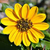 Image of cucumberleaf sunflower