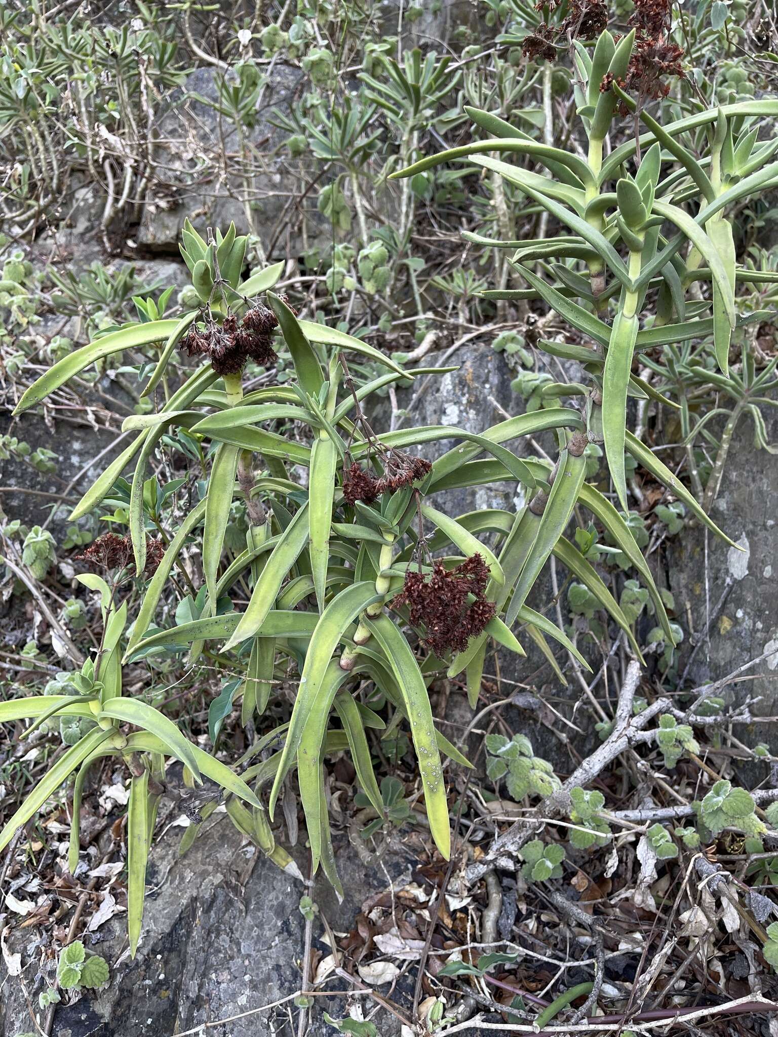 Image of Crassula perfoliata var. heterotricha (Schinz) Tölken