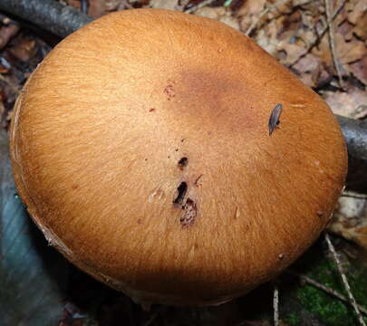 Image of Cortinarius armillatus (Fr.) Fr. 1838