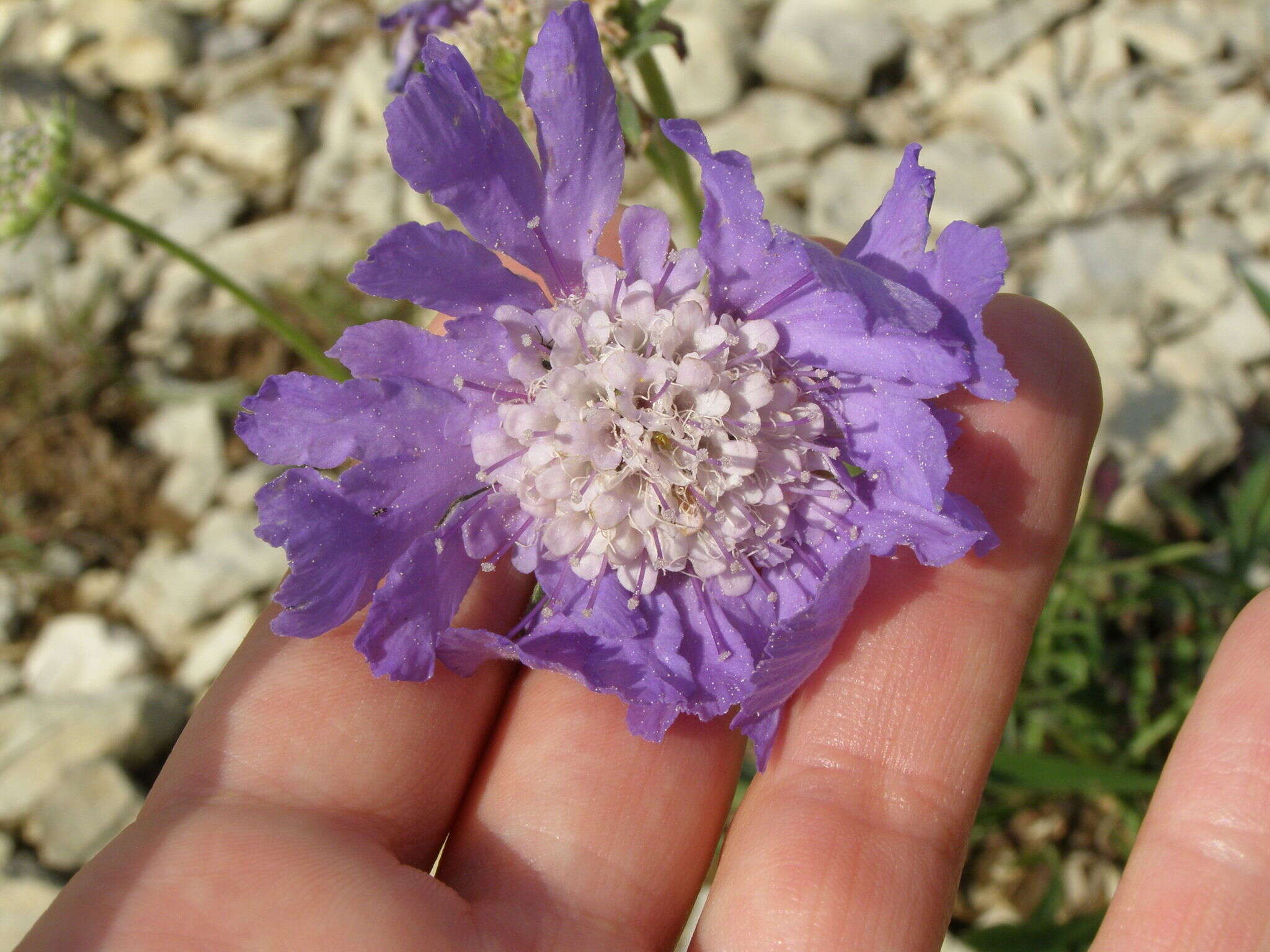 Image of Pincushion-flower