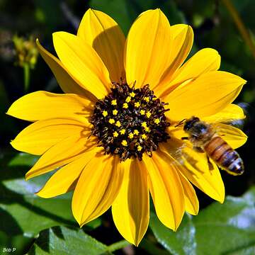 Image of cucumberleaf sunflower