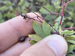 Berberis claireae R. Moran的圖片