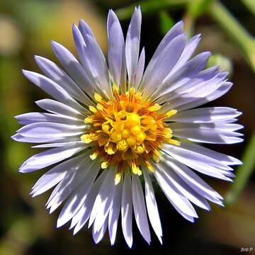 Image of rice button aster