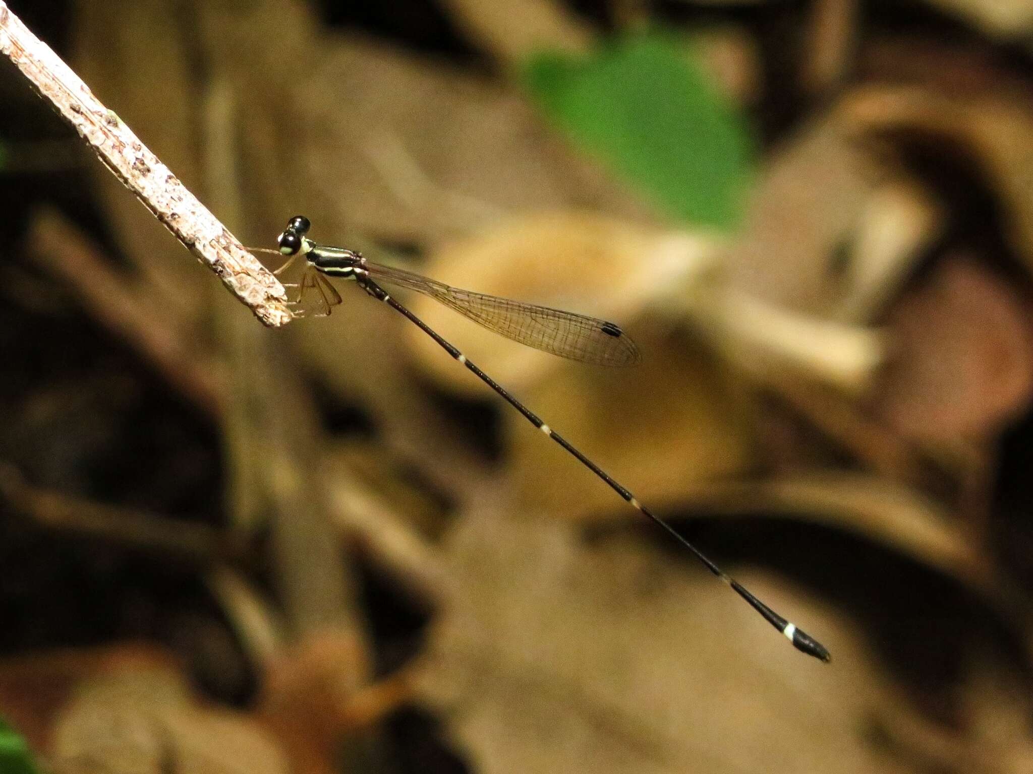 Image of Protosticta gravelyi Laidlaw 1915