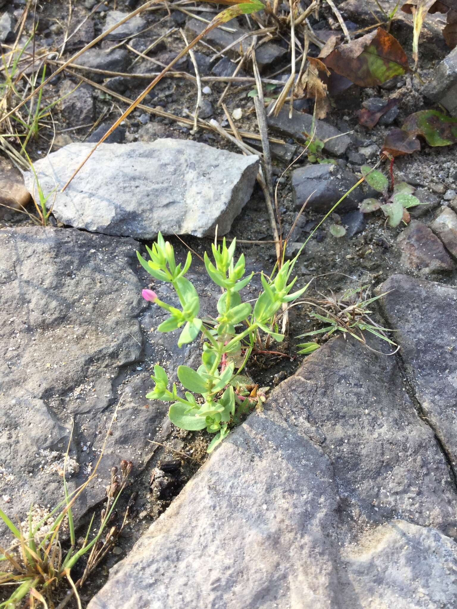 Image of branched centaury