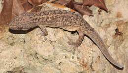 Image of Honduras Leaf-toed Gecko