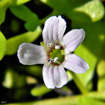 Plancia ëd Bacopa monnieri (L.) Pennell