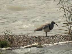 Image of ibisbills