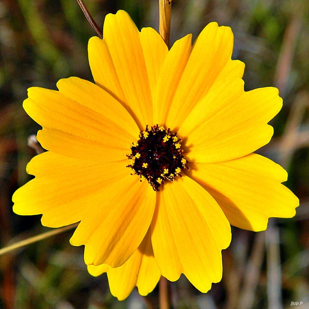 صورة Coreopsis gladiata Walt.