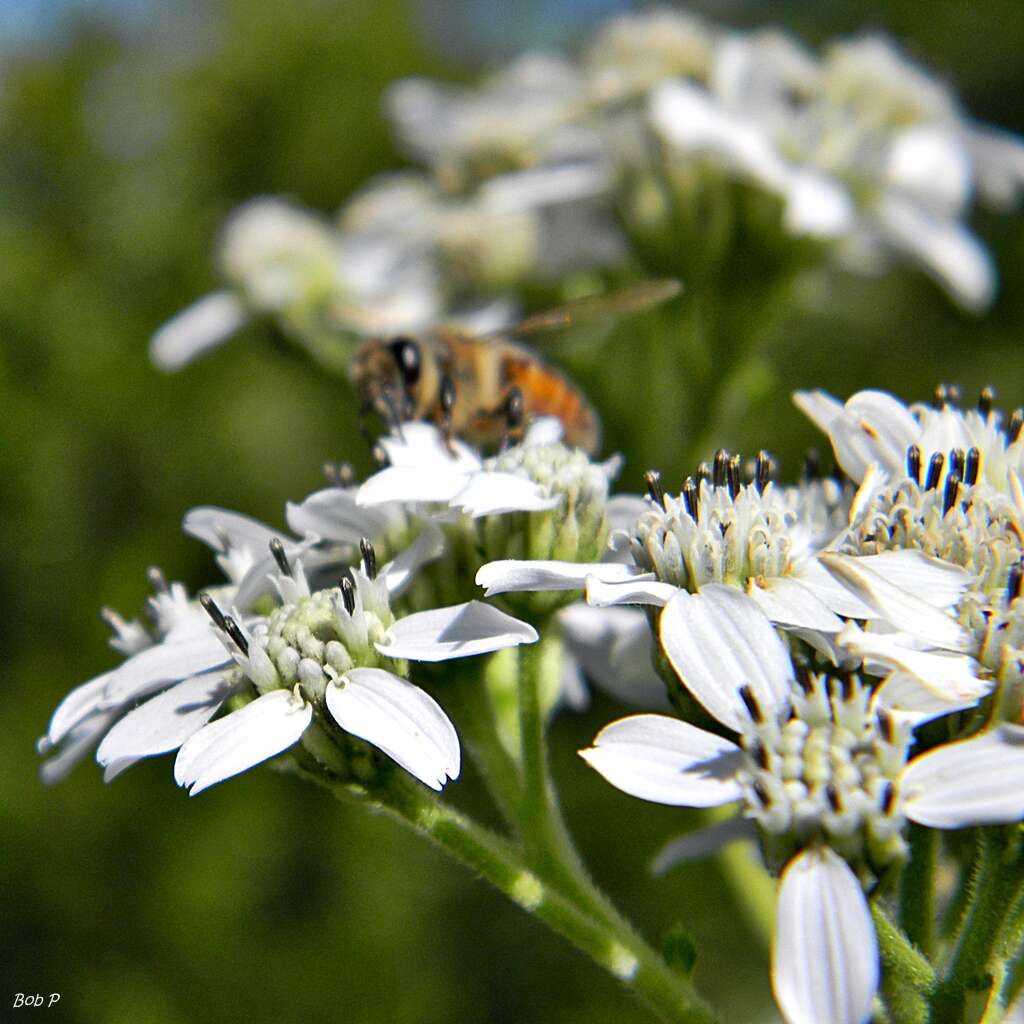 Image of white crownbeard