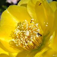 Image of Eastern Prickly Pear