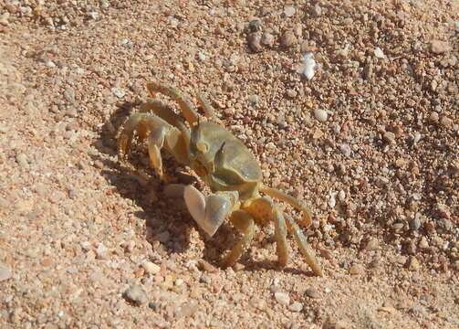 Image of Red Sea ghost crab