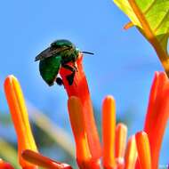 Image of Euglossa viridissima Friese 1899