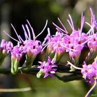 Слика од Liatris chapmanii Torr. & A. Gray