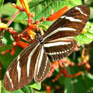 Image of Zebra Longwing