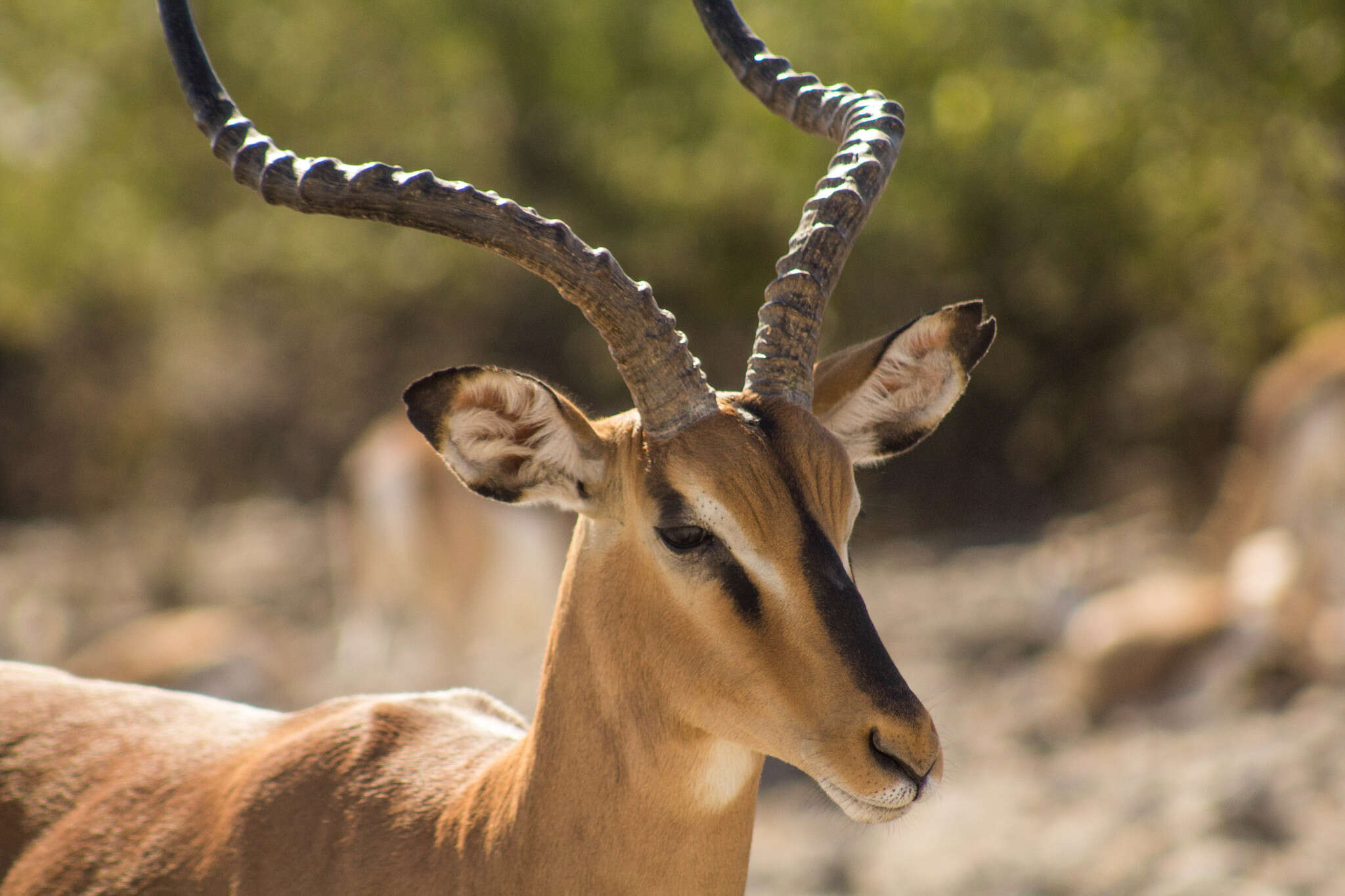 Image of Black-faced Impala