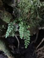 Image of limestone spleenwort