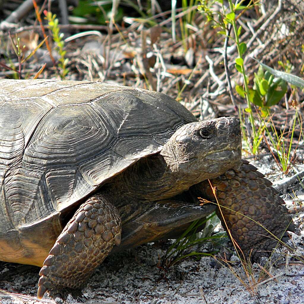 Image of (Florida) Gopher Tortoise