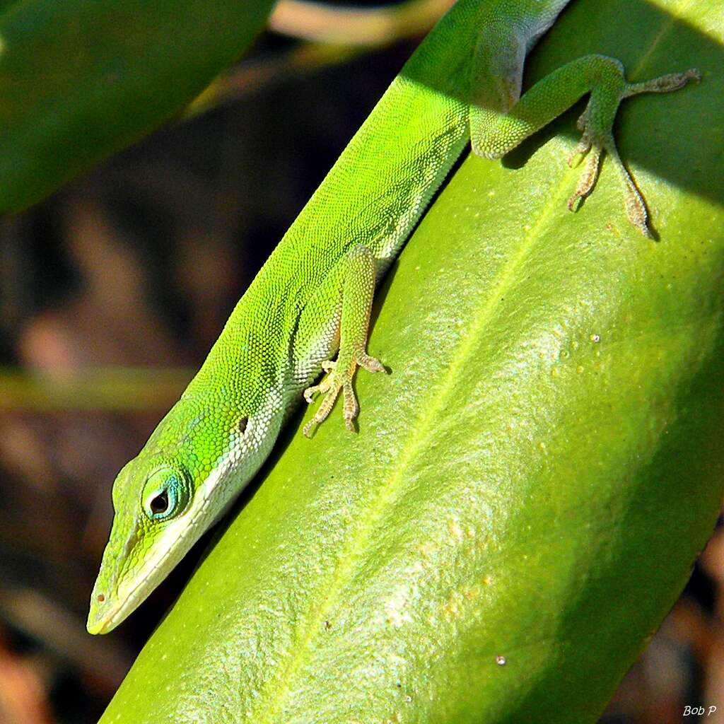 Sivun Anolis carolinensis Voigt 1832 kuva