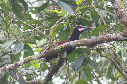 Image of Baudo Oropendola