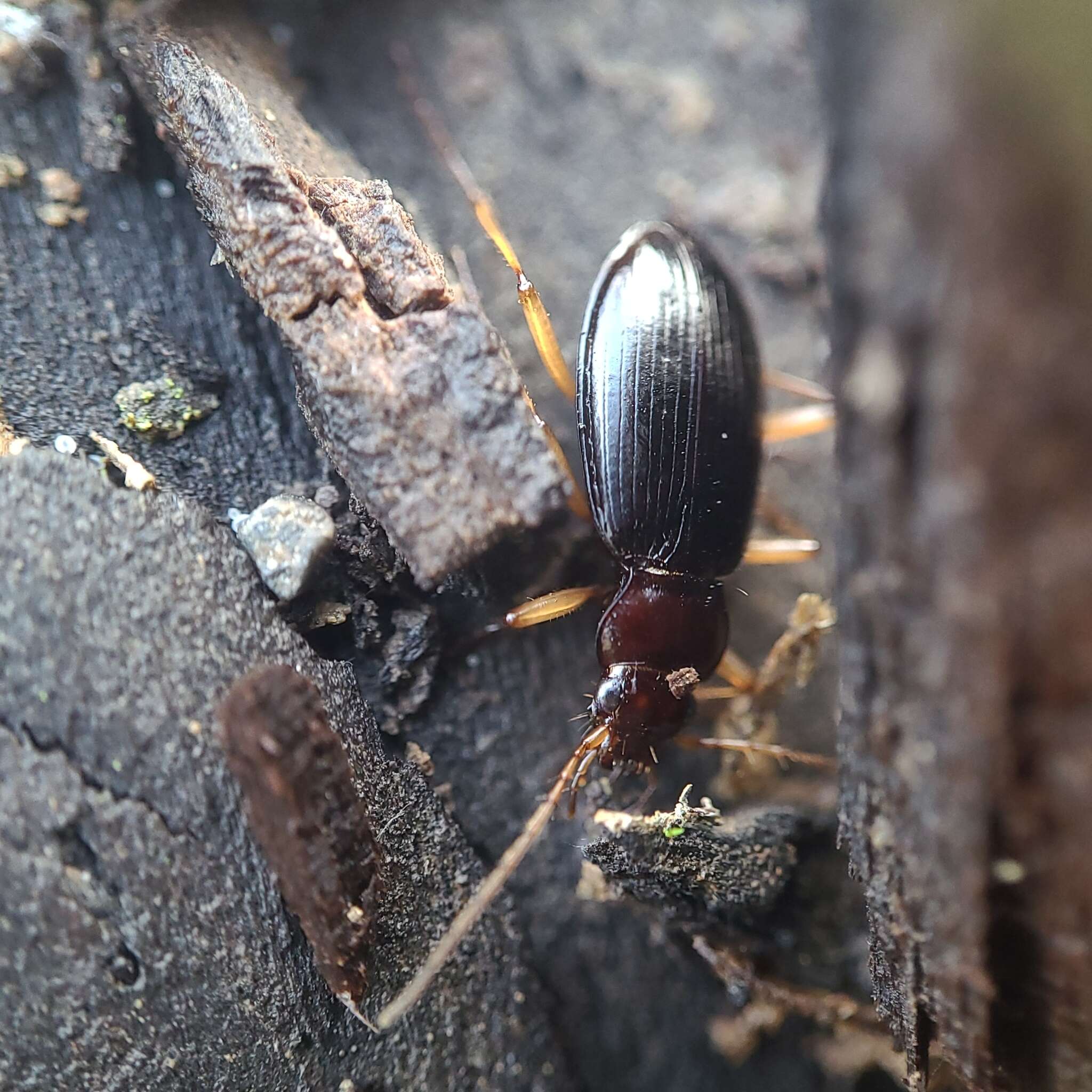 Image of Nebria (Reductonebria) eschscholtzii Ménétriés 1843