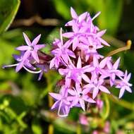 Слика од Liatris chapmanii Torr. & A. Gray