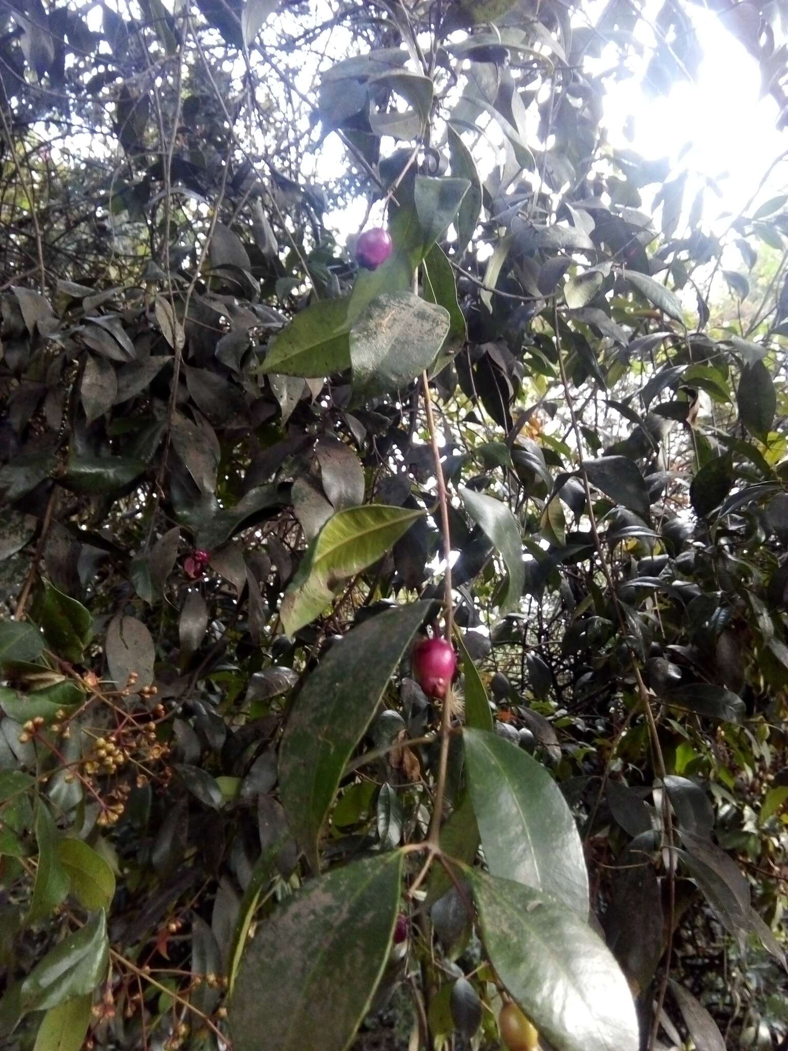 Syzygium paniculatum Gaertn. resmi