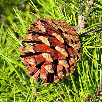 Image of sand pine