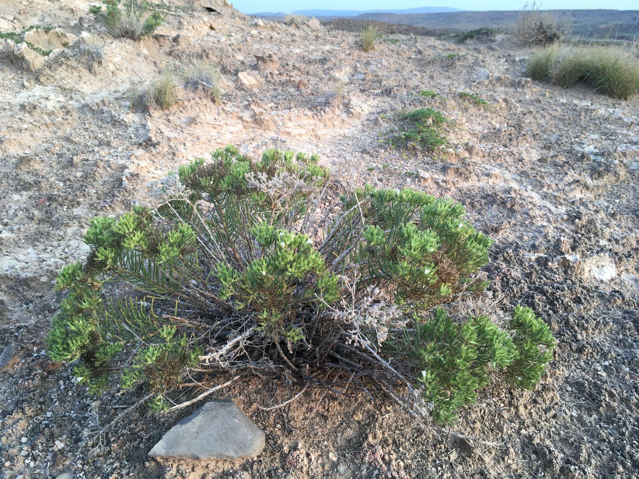 Image of sand fiddleleaf