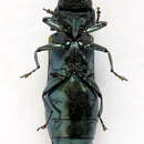 Imagem de Agrilus subauratus Gebler 1833