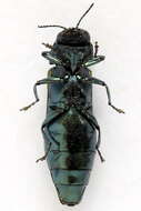 Imagem de Agrilus subauratus Gebler 1833