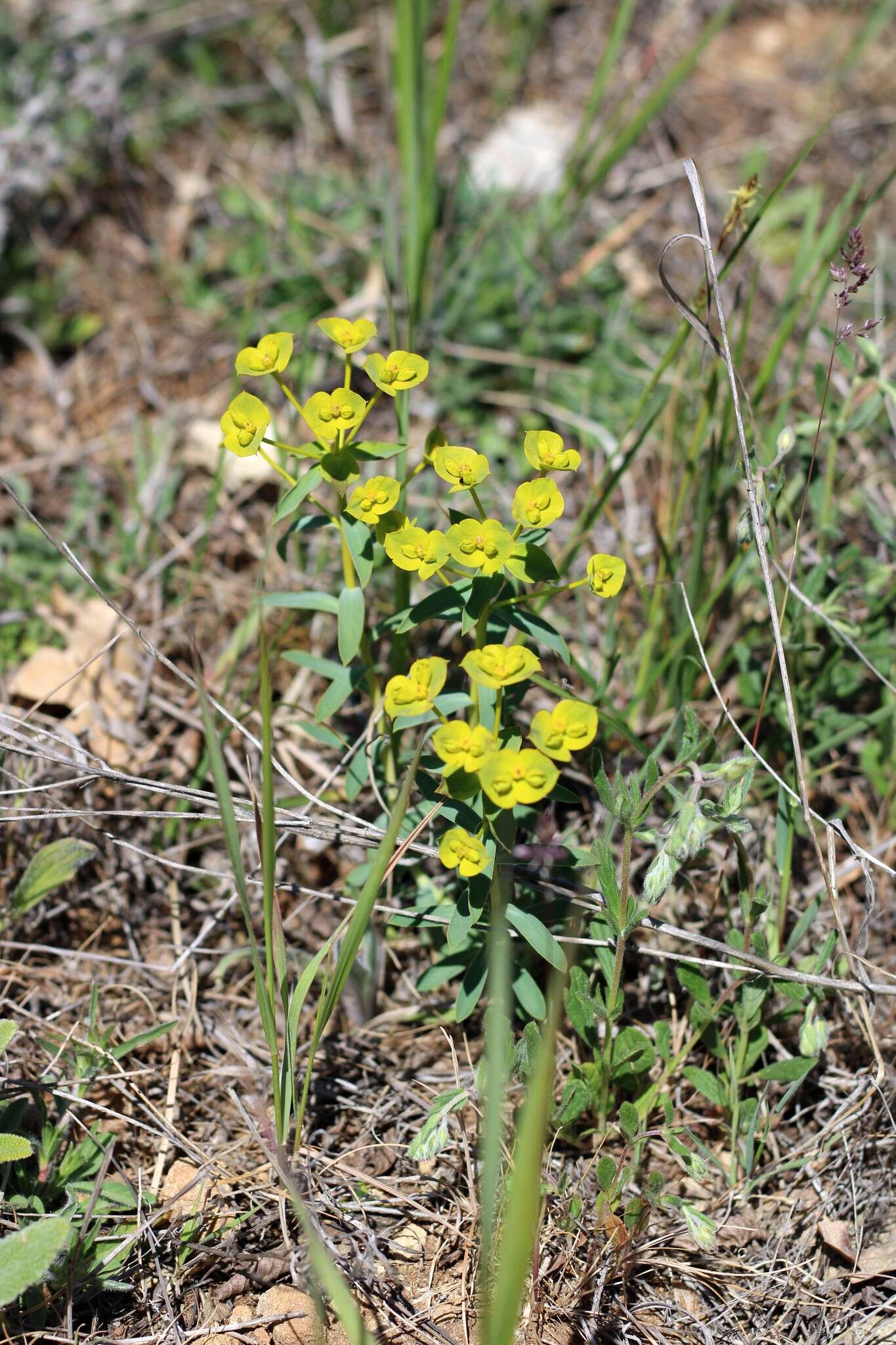 Image of Euphorbia glareosa Pall. ex M. Bieb.