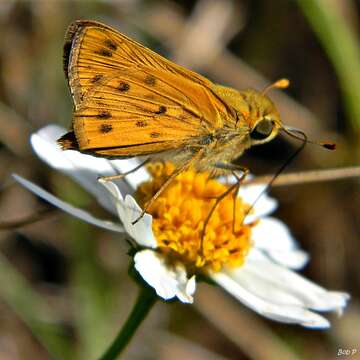 Image of Hylephila phyleus