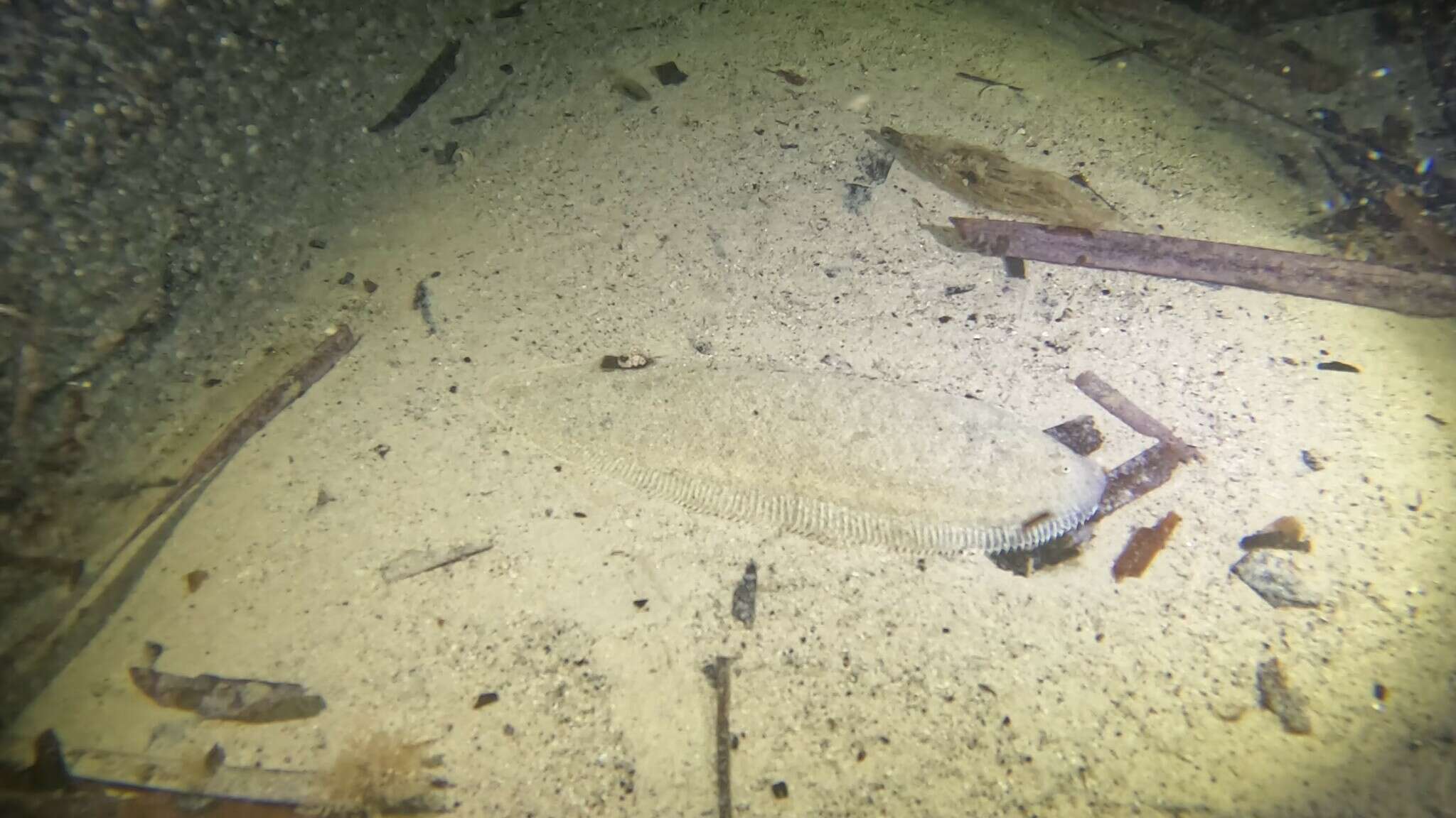 Image of Broadhurst&#39;s tongue sole