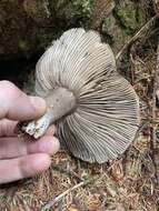 Image of Russula dissimulans Shaffer 1962