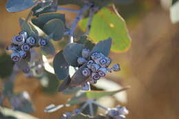 Image of Eucalyptus gamophylla F. Müll.