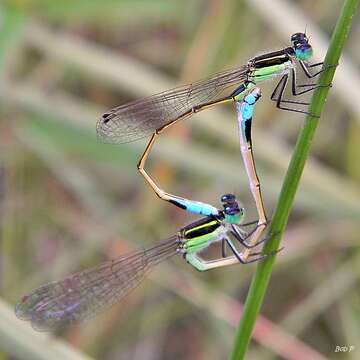 Image of Rambur's Forktail