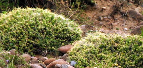 Image of Cumulopuntia boliviana (Salm-Dyck) F. Ritter