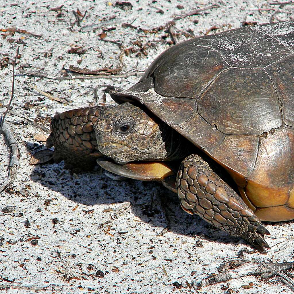 Image of (Florida) Gopher Tortoise