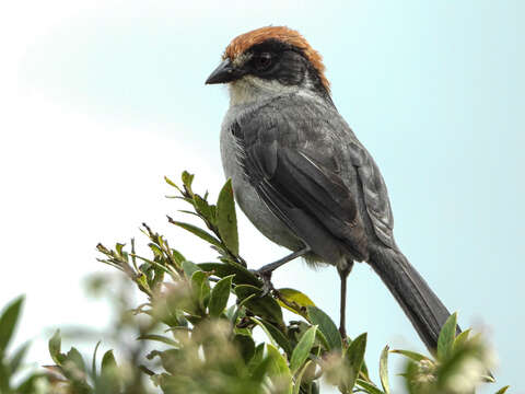 Image of Antioquia Brush-Finch