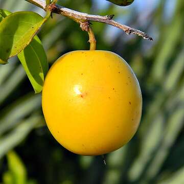 Image of tallow wood