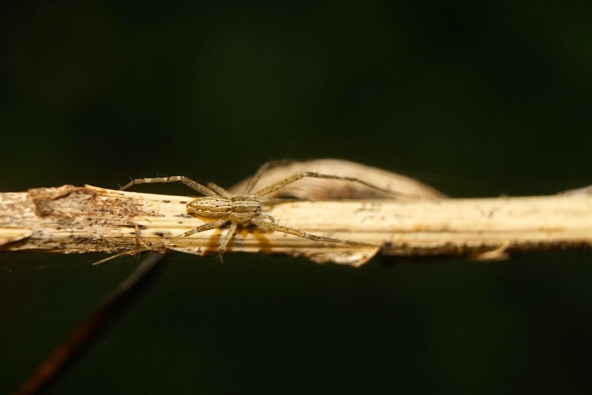 Image of Hygropoda yunnan Zhang, Zhu & Song 2004