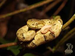 Image of Bothrops osbornei Freire-Lascano 1991